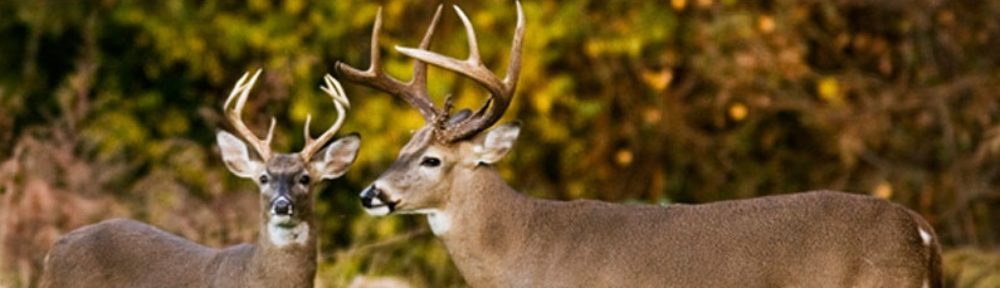 Lowndes County Wildlife Federation  (Home Page)